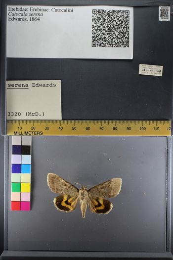 Media type: image;   Entomology 741127